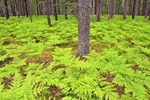 Ferns Prints: Pine woodland with bracken ferns, Pictured Rocks National Lakeshore, Michigan, USA