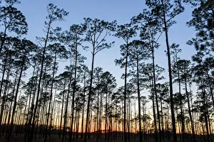 Pine Flatwoods Prints: Pine woodland at sunset, Big Branch NWR, Boyscout Road, Lacombe, Louisiana, USA