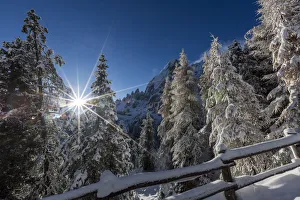 Bozen Prints: Pines and fence covered in snow. Passo delle Erbe, Bolzano, Trentino Alto Adige