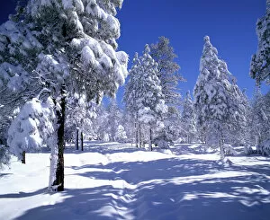 Pines Trees in Snow, Flagstaff, Arizona, USA