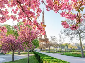 Eiffel Tower Prints: Pink Cherry Blossoms blooming in April