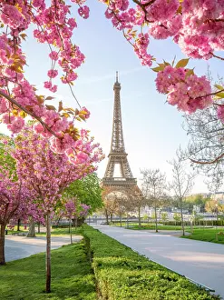 Paris Prints: Pink Cherry Blossoms blooming in April