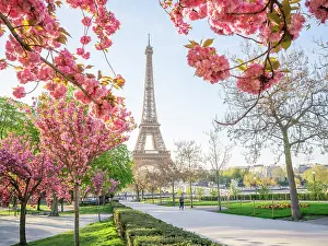Paris Prints: Pink Cherry Blossoms blooming in April