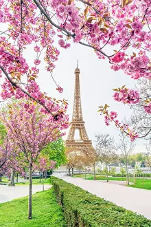 Eiffel Tower Prints: Pink Cherry Blossoms blooming in April