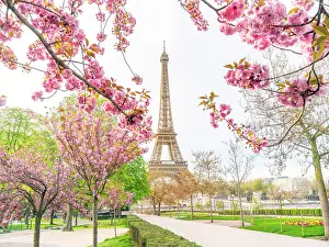 Eiffel Tower Prints: Pink Cherry Blossoms blooming in April