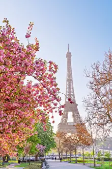 Eiffel Tower Prints: Pink Cherry Blossoms blooming in April