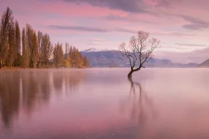 Lone Tree Prints: Pink dawn sky above the Wanaka Tree