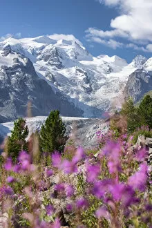 Pink flowers and Bernina group and Morteratsch glacier in background, Morteratsch