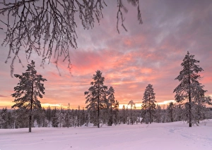 The pink light of the arctic sunset illuminates the snowy woods Vennivaara Rovaniemi The pink light of the arctic sunset illuminates the snowy woods Vennivaara Rovaniemi