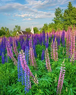 White Mountain Region Prints: Pink lupines in Sugar Hill with St Matthews Chapel, Sugar Hill, New Hampshire, USA