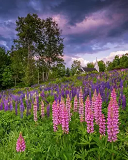 Michael Blanchette Prints: Pink lupines at sunrise in Sugar Hill with St Matthews Chapel