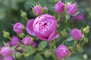 Rose Garden Prints: Pink roses with raindrops, Niedernhausen, Hesse, Germany
