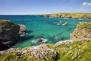 Pink sea thrift (Armeria maritima) growing on the clifftops above Porthcothan Bay Pink sea thrift (Armeria maritima) growing on the clifftops above Porthcothan Bay