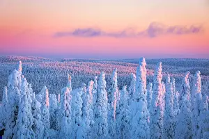 Polar Climate Prints: Pink sky at sunrise over frozen trees in a snowy forest after a blizzard