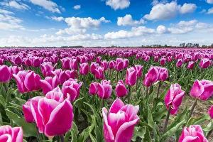 Pink and white tulips and clouds in the sky. Yersekendam, Zeeland province, Netherlands Pink and white tulips and clouds in the sky. Yersekendam, Zeeland province, Netherlands