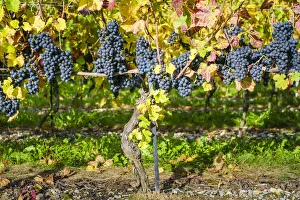 Pinot Noir grapes on vine before harvest, Yvorne, Vaud Canton, Switzerland