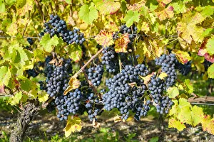 Harvested Prints: Pinot Noir grapes on vine before harvest, Yvorne, Vaud Canton, Switzerland