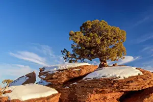Pinyon pine and rocks in winter, Dead Horse Point State Park, Utah, USA