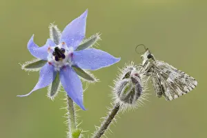 The pirgus malvae butterfly rest on a flower bud of a Borago officinalis. LombardY, Italy