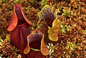 Fens Prints: Pitcher Plant (Sarracenia purpurea), Muskoka, Ontario, Canada
