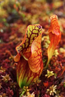 Fens Prints: Pitcher Plant (Sarracenia purpurea), Muskoka, Ontario, Canada