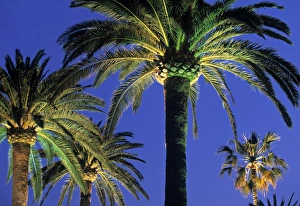 Antibes Prints: Place Albert
