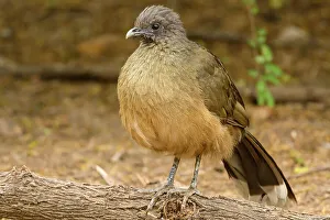 Perching Prints: Plain chachalaca (Ortalis vetula)