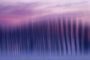 Grove Prints: Plain Piedmont, Piedmont, Italy. Poplars impressions of light