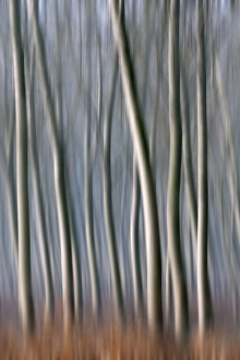 Plain Piedmont, Piedmont, Italy. Autumn abstract trees