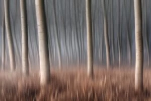 Images Dated 12th January 2014: Plain Piedmont, Piedmont, Italy. Autumn abstract poplars