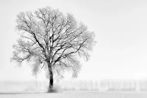 Plain Prints: Plain Piedmont, Piedmont, Turin, Italy. Trees in the mist