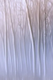 Plain Piedmont, Turin district, Piedmont, Italy. Abstract poplars in the piedmont plain
