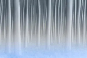 Abstract Prints: Plain Piedmont, Turin district, Piedmont, Italy. Abstract poplars in the piedmont plain