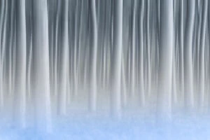 Foggy Collection: Plain Piedmont, Turin district, Piedmont, Italy. Abstract poplars in the piedmont plain