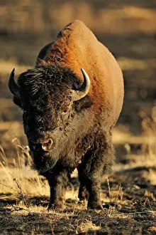Plains bison (Bison bison) foraging in enclosed paddock shortly after prescribed burn. Riding Mountain National Park, Manitoba, Canada