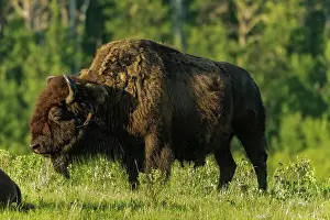 Mammals Prints: Plains bison (Bison bison) Riding Mountain National Park Manitoba, Canada