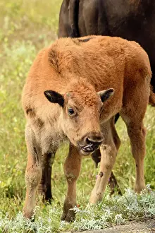 Q3 2024 Prints: Plains bison (Bison bison), Theodore Roosevelt NP (South Unit), North Dakota, USA