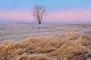 Dugald Prints: Plains cottonwood (Populus deltoides) in hoarfrost covered farmer's field