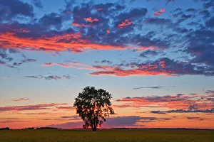 Prairie Province Prints: Plains cottonwood at sunset Dugald, Manitoba, Canada