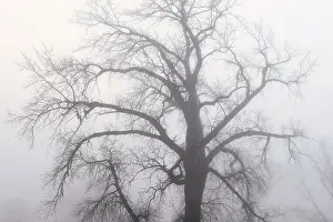 Prairie Province Prints: Plains cottonwood tree (Populus deltoides) in morning fog Grande Pointe, Manitoba, Canada