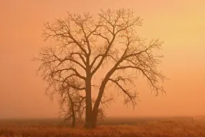 Morning Fog Prints: Plains cottonwood tree (Populus deltoides) in morning fog Grande Pointe, Manitoba, Canada