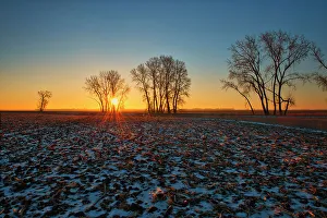Cana Prints: Plains cottonwood tree at sunrise