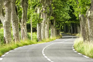 Images Dated 17th April 2018: Plane Tree-lined Road, Provence, France