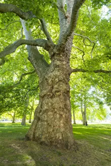 Images Dated 30th May 2022: Plane tree, St. Jamess Park, London, England, UK