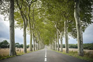 Images Dated 9th May 2019: Plane Trees (Platanus x acerifolia) along tree-lined highway, Aude Department