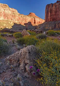 Colorado Plateau Prints: Plant community on the arid delta at Nankoweep, Grand Canyon National Park, Arizona, USA