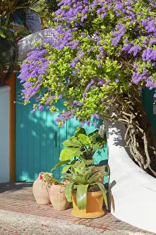 Coastal Town Prints: Plants and flowers at the entrance of a house in the historical cask of Buzios
