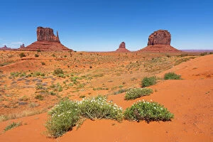 Images Dated 21st September 2023: Plants against Mitten Buttes in Monument Valley Tribal Park, Navajo County, Arizona, USA