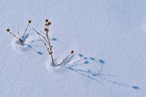 Botanical Prints: Plants in snow Birds Hill Provincial Park, Manitoba, Canada