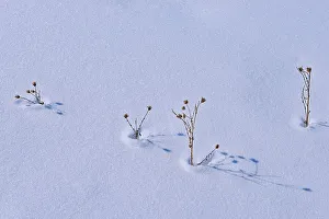 Plants Prints: Plants in snow Birds Hill Provincial Park, Manitoba, Canada